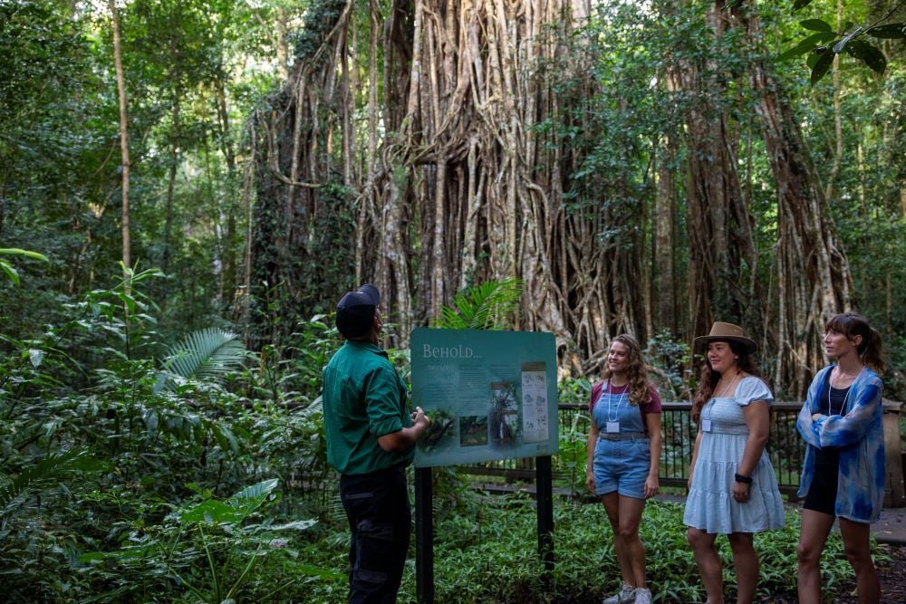 cathedral fig tree 4-1